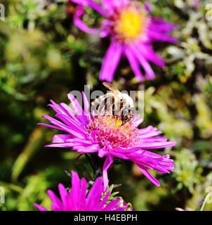 Drone Fly on the purple Aster bloom Stock Photo