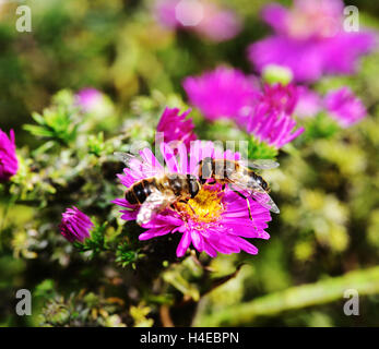 Drone Fly on the purple Aster bloom Stock Photo