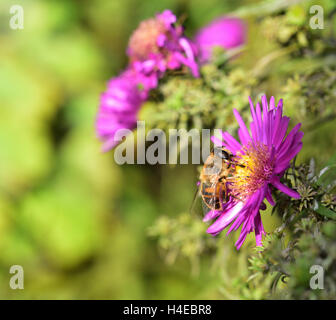 Drone Fly on the purple Aster bloom Stock Photo