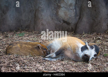 Red River Hog mother nursing baby (Potamochoerus porcus) in a zoo Stock Photo