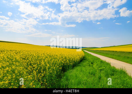 Road Through Rapeseed Fields Stock Image Image Of Road Through Rapeseed Fields Stock Image Image Of