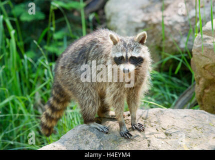 North American raccoon (Procyon lotor), captive, Germany Stock Photo