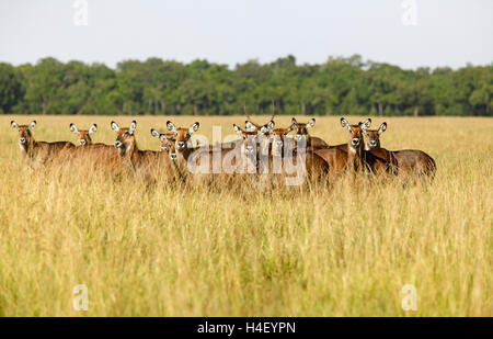 Waterbucks (Kobus ellipsiprymnus defassa), Herd, attentive in high Gras, Mara Triangle, Masai Mara, Narok County, Kenya Stock Photo