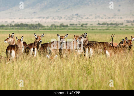Waterbucks (Kobus ellipsiprymnus defassa), herd in the tall grass, Mara Triangle, Masai Mara, Narok County, Kenya Stock Photo