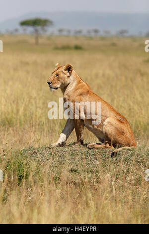 Lioness (Panthera leo) sitting on a small hill, lookout, Mara Triangle, Masai Mara, Narok County, Kenya Stock Photo
