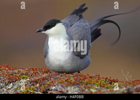 Long-tailed Skua (Stercorarius longicaudus), Varanger Peninsula, Norway Stock Photo