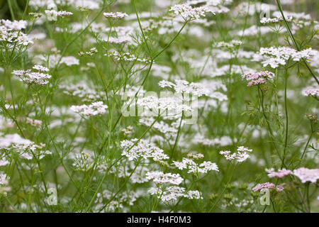 Coriander 'Leisure' flowering. Stock Photo