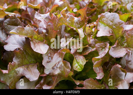 Lactuca sativa 'Rushmoor'. Red oak leaf lettuce. Stock Photo