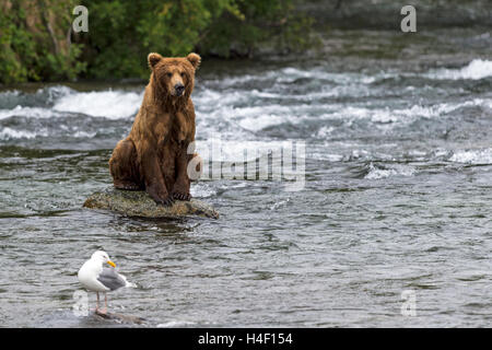 Brown Bear sitting on rock in the river, Brooks river, Katmai National Park, Alaska Stock Photo