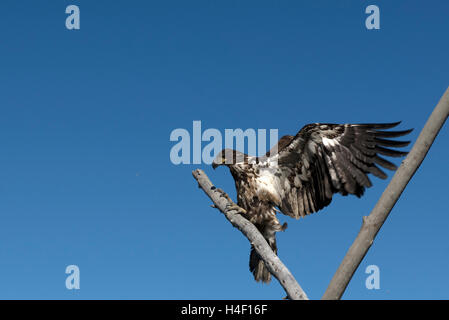 Juvenile bald eagle on a tree, Anchorage, Alaska Stock Photo