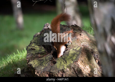 Eurasian red squirrel (Sciurus vulgaris) at the British Wildlife Centre, England, Great Britain, UK Stock Photo