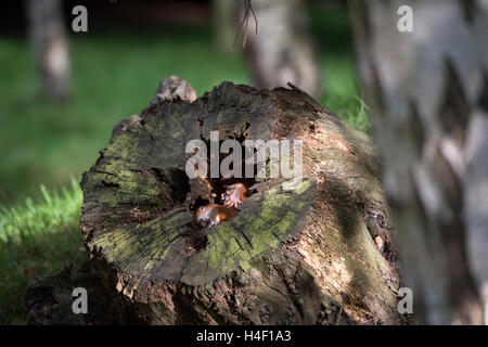 Eurasian red squirrel (Sciurus vulgaris) at the British Wildlife Centre, England, Great Britain, UK Stock Photo
