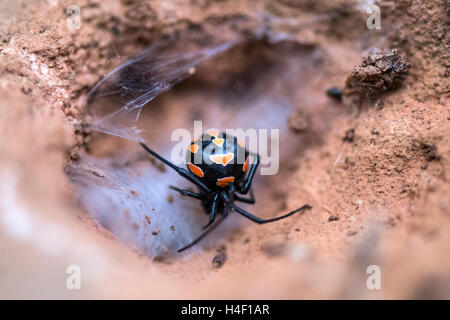 The Mediterranean black widow (Latrodectus tredecimguttatus) with web, Capocaccia, Sardinia, Italy Stock Photo