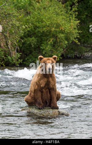 Brown Bear sitting on rock in the river, Brooks river, Katmai National Park, Alaska Stock Photo