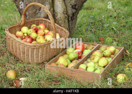 Freshly picked old variety apples by a Bramley's Seedling apple tree in an English heritage orchard on a fineOctober day Stock Photo