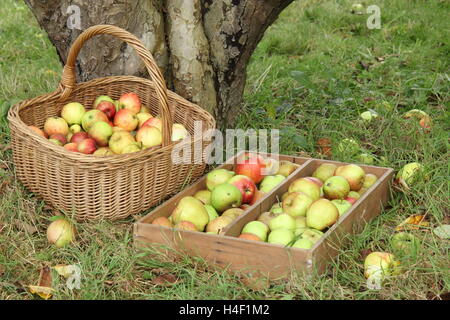 Freshly picked old variety apples by a Bramley's Seedling apple tree in an English heritage orchard on a fineOctober day Stock Photo