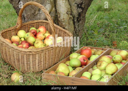Freshly picked apples beneath a Bramey's Seedling apple tree in an English heritage orchard on a fine October day, UK Stock Photo