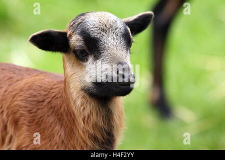 Young Cameroon Sheep, lamb Stock Photo