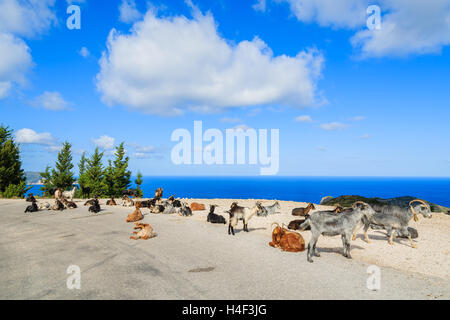 Goats with horns on scenic mountain road to Assos village against blue sea background, Kefalonia island, Greece Stock Photo