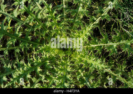 Leaf rosette of a spear thistle,  Cirsium vulgare Stock Photo