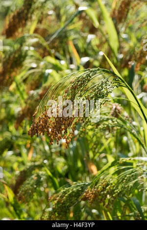 Ripe heirloom proso millet growing outdoors close up Stock Photo