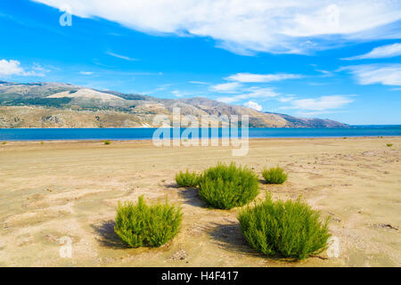 Green plants growing on sand at salt lake lagoon, Kefalonia island, Greece Stock Photo