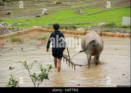 Ploughing rice fields in Sapa, Northern Vietnam. Water buffalo (Bubalus bubalis carabanesis, Carabao) working in rice paddies.  Sapa, Vietnam, Lao Cai Stock Photo