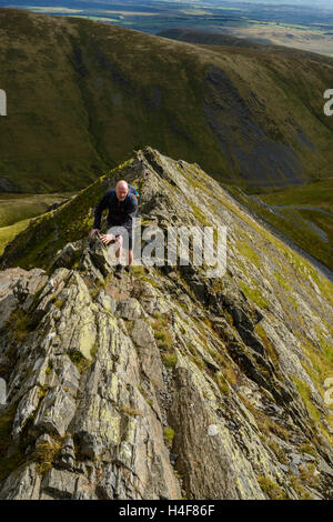 Hillwalkers climbing Sharp Edge on Blencathra (Saddleback), Cumbria, Lake District, England, UK. Stock Photo