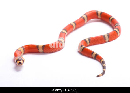 Honduran milk snake,Lampropeltis triangulum hondurensis, hypomelanistic Stock Photo