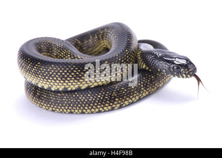 Mexican Black Kingsnake (Lampropeltis Getula Nigrita), Studio Shot ...