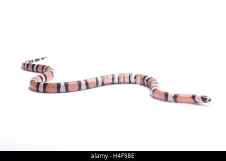 Honduran milk snake,Lampropeltis triangulum hondurensis, anerythristic Stock Photo