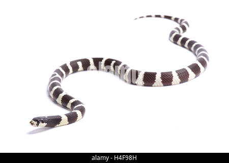 California Kingsnake, Lampropeltis getula californiae, United States Stock Photo