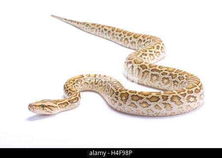 Burmese python,Python bivittatus,hypomelanistic Stock Photo