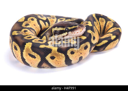 Royal or ball python Python regius West Africa Stock Photo - Alamy