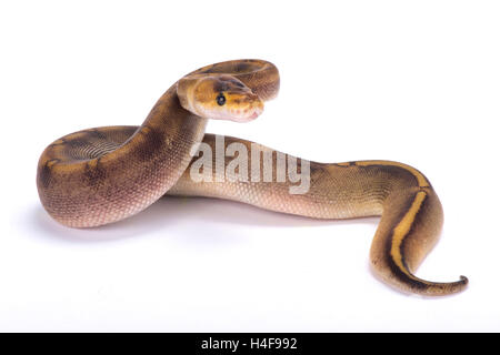 Ball python,Python regius, Stock Photo