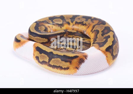 Ball python,Python regius, piebald Stock Photo