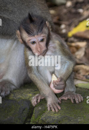 A young Balinese Macaque at the Sacred Monkey Forest Sanctuary in Ubud ...