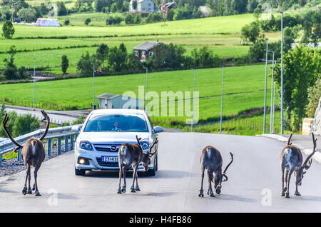 Reindeers blocking a car on the road near Alta, Norway Stock Photo