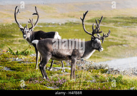 Reindeers on Kvaløya in Finnmark, Norway Stock Photo