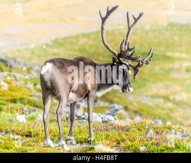 Reindeers on Kvaløya in Finnmark, Norway Stock Photo