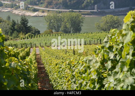 St. Goarshausen, Germany - September 15, 2016 -  Vineyards near Loreley rock in german rhine valley Stock Photo