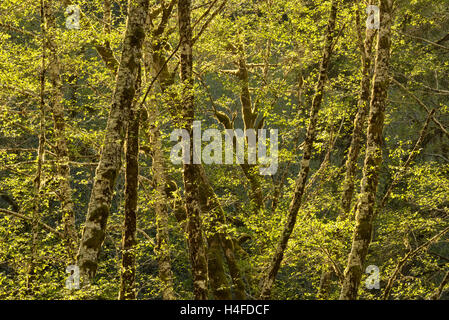 Alder trees, Elliott State Forest, Coast Range Mountains, Oregon. Stock Photo