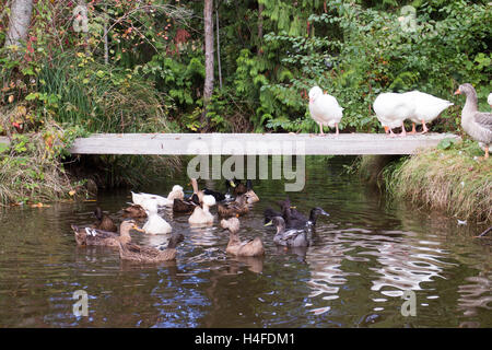 Geese and ducks in a pond having fun outside, farm inspired Stock Photo