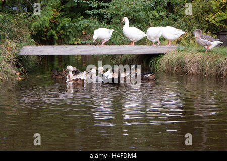 Geese and ducks in a pond having fun outside, farm inspired Stock Photo