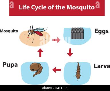 Life Cycle of the Mosquito in color flat style, vector Stock Vector