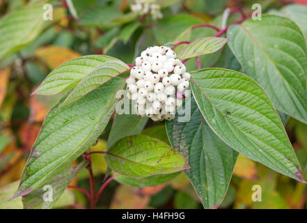 Berries of Redtwig Dogwood, Red Osier Dogwood, Cornus stolonifera, Washington, Tyne and Wear, England, UK Stock Photo