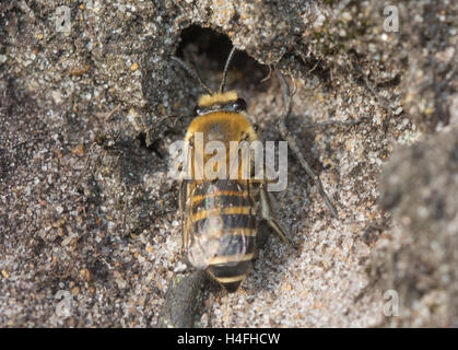 Yellow-legged mining bee (Andrena flavipes) and burrow in sand bank in Surrey heathland site in England Stock Photo