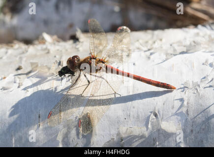 Male common darter dragonfly (Sympetrum striolatum) feeding on a fly on silver birch logs Stock Photo