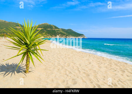 Small green agave plant on sand and view of blue sea, Capo Boi beach, Sardinia island, Italy Stock Photo