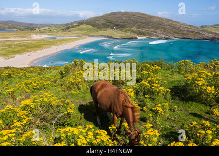 Barleycove beach, aka Barlycove beach, Wild Atlantic Coast, County Cork, Republic of Ireland.  Eire. Horse grazing on cliff Stock Photo